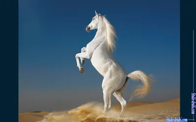 Модульная картина Белые лошади - купить у производителя