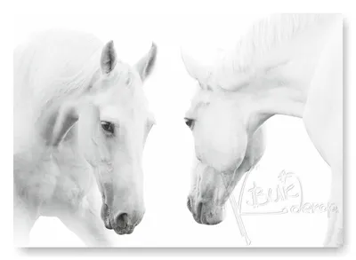 Фотогалерея Белые лошади