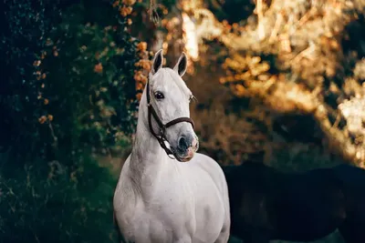 Портрет белой лошади, крупным планом, с прикасающейся к ней рукой  фотография Stock | Adobe Stock