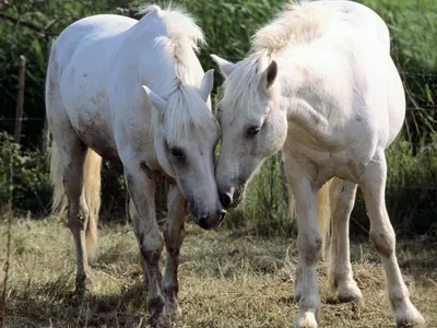 Пазл Скачущие белые лошади, 500 элементов, \"Trefl\" купить в Минске, цены