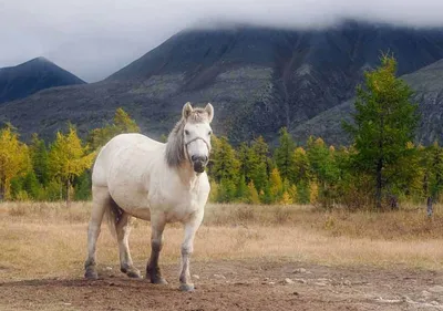 B495 Белые лошади. Набор для вышивки крестом купить в Украине ✔️ цена,  фото, описание, отзывы - Mnogonitok