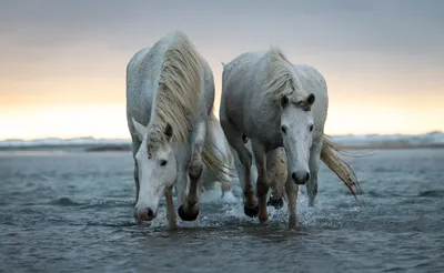 Год белой лошади (Много фото) - treepics.ru