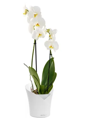 Купить букет из белых орхидей в шляпной коробке недорого в Перми