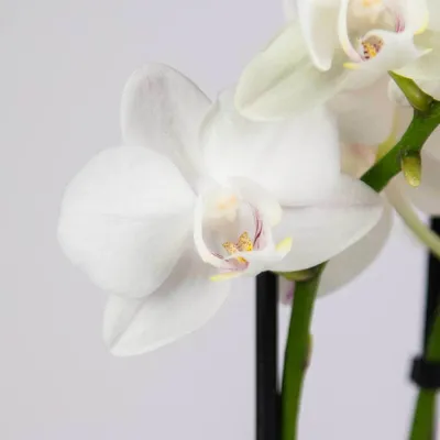 Белые орхидеи — реальные аристократы | уДачная жизнь