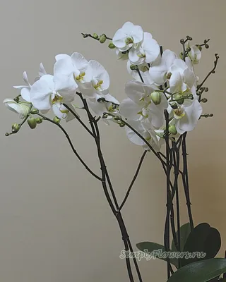 Белые орхидеи в коробке - Доставкой цветов в Москве! 77820 товаров! Цены от  487 руб. Цветы Тут