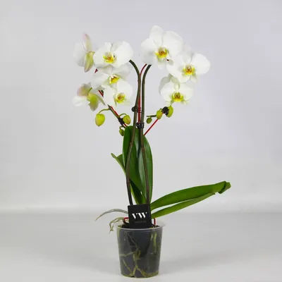 Белые орхидеи в бархатной коробке