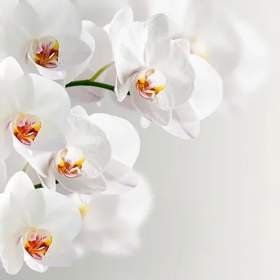 Белые орхидеи в белой шляпной коробке (9шт) за 3990р. Позиция № 1400