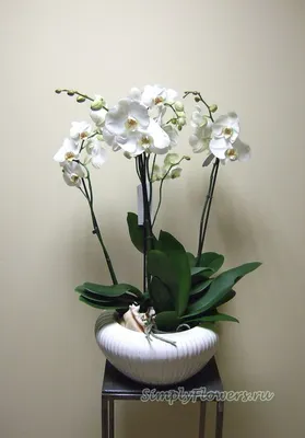 Заказать три белых орхидеи в кашпо