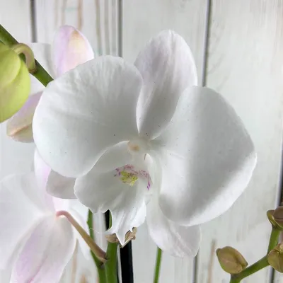 Фотообои Белые орхидеи на камнях купить на стену • Эко Обои