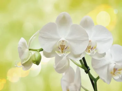 Комнатное растение Орхидея Фаленопсис белый купить в Екатеринбурге