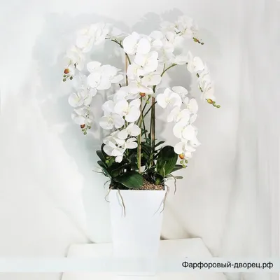 Фотообои Большие белые орхидеи на стену. Купить фотообои Большие белые  орхидеи в интернет-магазине WallArt