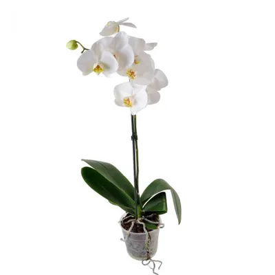Фотография белые орхидея цветок Крупным планом