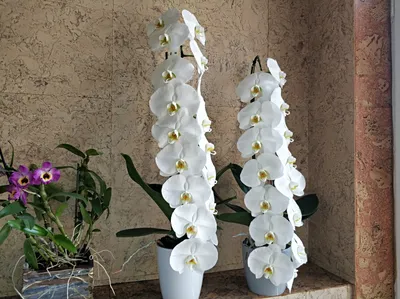 Белые орхидеи в корзинке «Solo .two» мини
