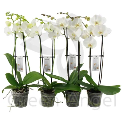 Купить белую Орхидею в горшке в Киеве, заказ и доставка по Украине -  Annetflowers