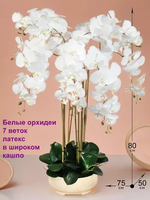 Белые Цветы Орхидеи — стоковые фотографии и другие картинки Орхидея -  Орхидея, Белый, Изолированный предмет - iStock