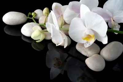 Фитопарк Искусственные белые орхидеи в кашпо
