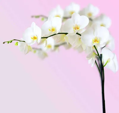 Орхидеи белые. :: Иван – Социальная сеть ФотоКто
