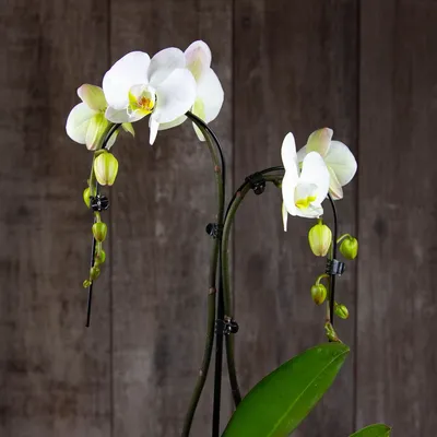 Купить фотообои Белые орхидеи (#4407) | заказать в каталоге интернет  магазина с ценой и фото