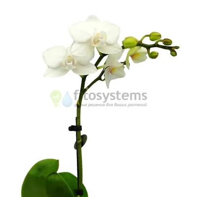 белые цветы орхидеи, картина белая орхидея, орхидея, цветок фон картинки и  Фото для бесплатной загрузки
