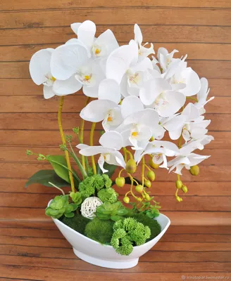 Купить орхидею фаленопсис Белый гигант в интернет - магазине \"Мир орохидей\"
