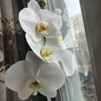 Картинка белая Орхидеи Цветы Черный фон Крупным планом