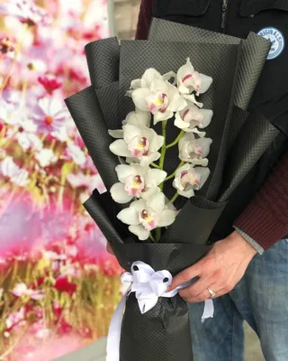 Белые орхидеи картинки фотографии