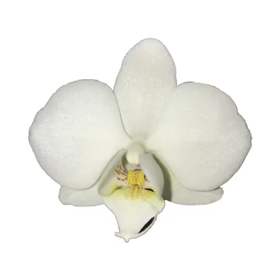 Букет белых орхидей | доставка по Москве и области