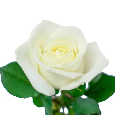 белые розы, купить белые розы в уфе, белые розы в упаковке, розы уфа, цветы  уфа, красивые картинки роз, картинки цветов, букет цве… | Vanilla cake,  Flowers, Vanilla