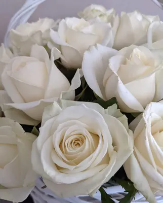 Белые розы 15 - купить с доставкой недорого по Хабаровску и Хабаровскому  краю