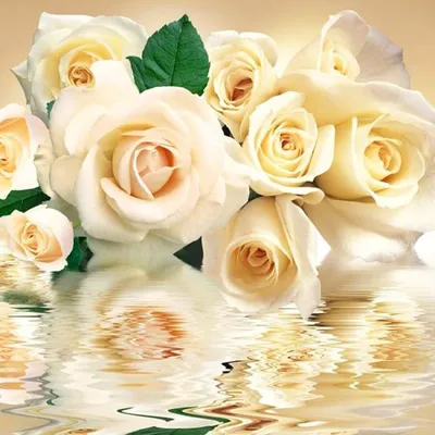 51 белая эквадорская роза | Белые розы | Kiwi Flower Shop