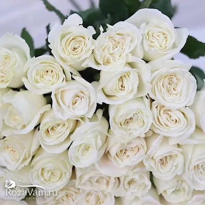 Белые Розы