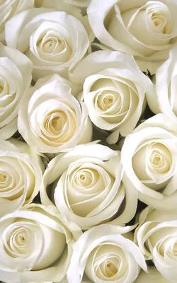 Классические белые розы - купить в Москве | Flowerna