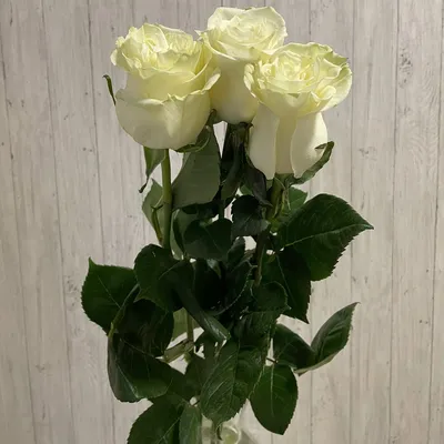 Букет из 51 белой розы эквадор 70 см - Арт. 966