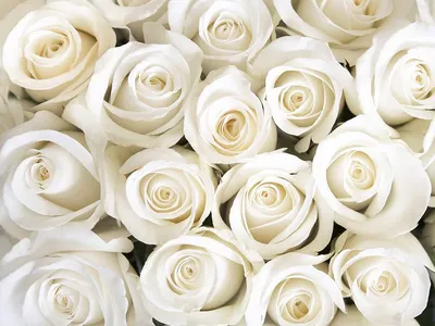 Белые розы 7 шт. купить за 1400 руб. в Пензе с доставкой