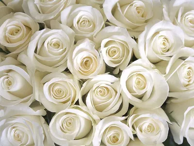 Белые розы 51 штук доставка в Чите | ОптБукет