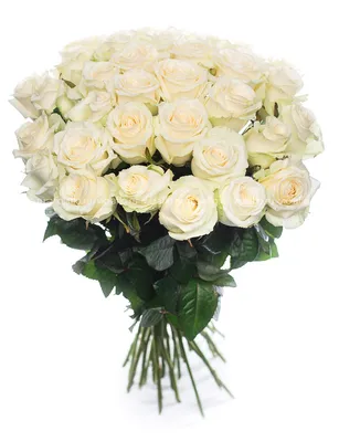 Эквадорские Белые Розы, артикул: 607778, с доставкой в город Санкт-Петербург