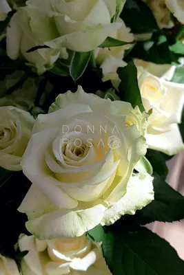 Белые розы - фотообои на заказ. Закажи обои Белые розы артикул: 60616
