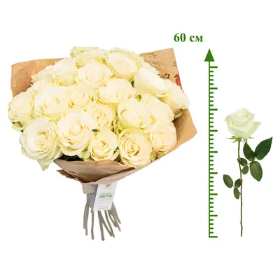 Купить Белые розы Плайя Бланка 60 см в Краснодаре