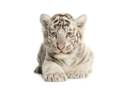 Белый тигр. Кто он и откуда.
