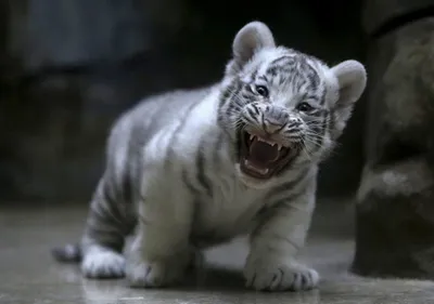 Скачать обои дикие кошки, детеныши, тигрята, белые тигры, малыши, пара,  хищники, раздел кошки в разрешении 2000x1334