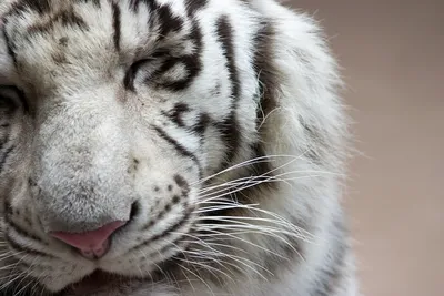 В Бердянске родились редкие белые тигрята - Запорожье Vgorode.ua