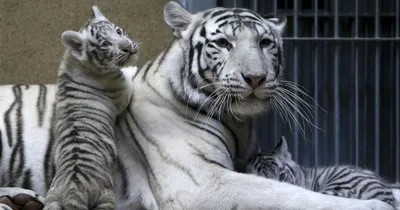 Откуда взялись белые тигры и почему они могут исчезнуть навсегда |  Планетяне | Дзен