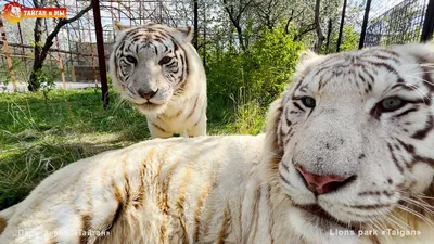 Белый тигр в зоопарке Паркленда, животные, зоопарк, белый тигр фон картинки  и Фото для бесплатной загрузки