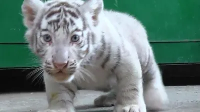 Белые Тигры — стоковые фотографии и другие картинки Белый - Белый, Белый  тигр, Большая кошка - iStock