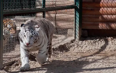 Скачать обои тигр, арт, снег, белые, тигрята разрешение 1920x1080 #105624