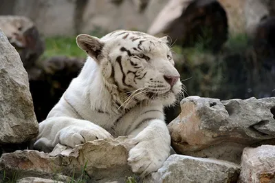 большой белый тигр сидит на земле, картинки белые тигры, животное, дикая  природа фон картинки и Фото для бесплатной загрузки