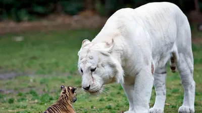 В зоопарке Бердянска родились уникальные белые тигрята | DonPress.com