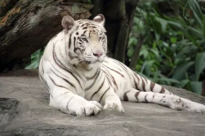 Тигр, детёныш, белый, 26 см