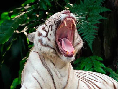 Тигр Мохан - источник всех белых тигров. День, когда всё началось. |  Стройка . Жизнь. Животные. | Дзен