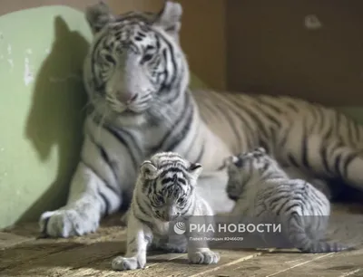 Белые тигрята родились в Екатеринбургском зоопарке | РИА Новости Медиабанк